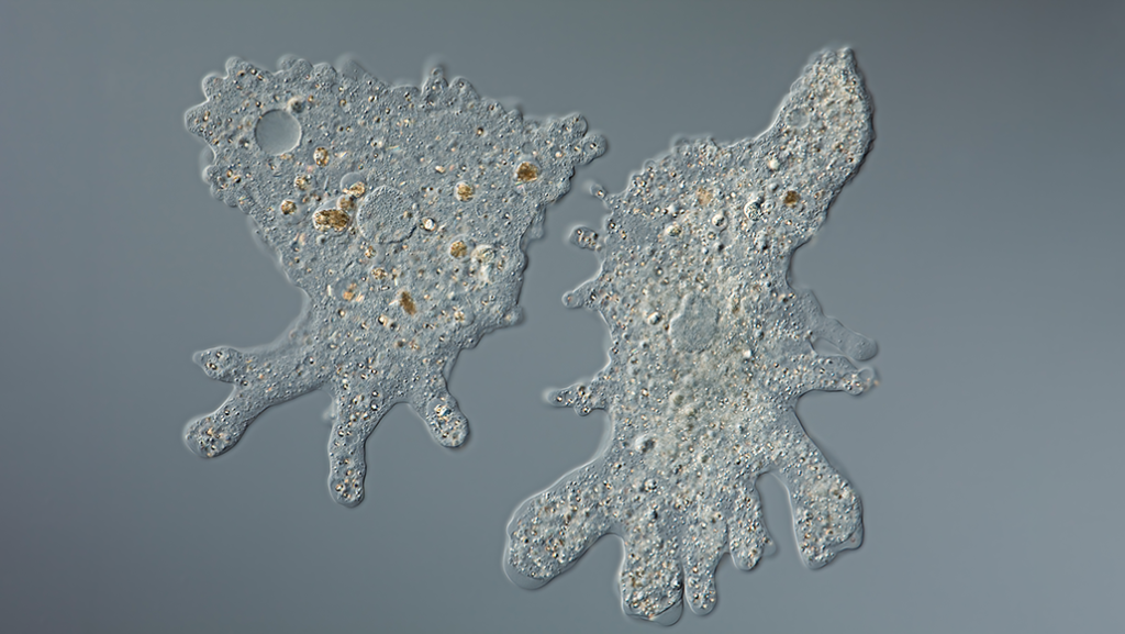 how to avoid brain-eating amoeba